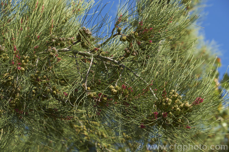 River She-oak or River Oak (<i>Casuarina cunninghamiana</i>) with flowers and near-mature cones. This 20-35m tall tree is native to northern, eastern and southern Australia. Including. Tasmania, extending from the coast to around 150km inland. It is regarded as the tallest of the casuarinas. Note: this species remains in Casuarina and has not been transferred to Allocasuarina. casuarina-2774htm'>Casuarina. <a href='casuarinaceae-plant-family-photoshtml'>Casuarinaceae</a>.