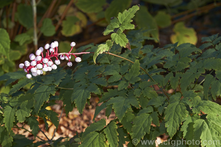 White Baneberry, White Cohosh or White Doll's Eyes (<i>Actaea pachypoda</i> [syn. <i>Actaea alba</i>]), a summer-flowering perennial native to eastern and midwestern North America. It has spikes of white flowers but is cultivated for its distinctive red-stemmed white berries. It grows to around 50cm high x 90cm wide. Order: Ranunculales, Family: Ranunculaceae