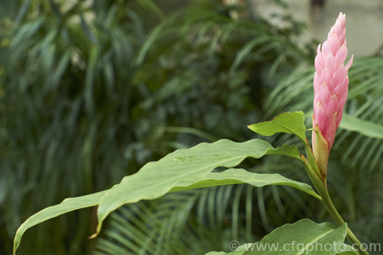 Red Ginger, Ostrich. Plume or Pink Ginger (<i>Alpinia purpurata</i>), a strong-growing, evergreen, cane-stemmed perennial native to Malaysia. Its flower heads are typically a purplish red shade, though pink-flowered forms are also common. The plants can grow to 2m tall alpinia-2319htm'>Alpinia. .