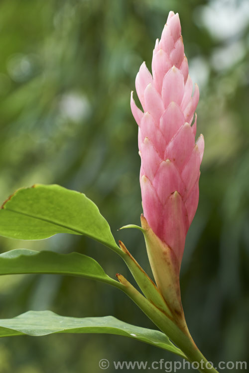 Red Ginger, Ostrich. Plume or Pink Ginger (<i>Alpinia purpurata</i>), a strong-growing, evergreen, cane-stemmed perennial native to Malaysia. Its flower heads are typically a purplish red shade, though pink-flowered forms are also common. The plants can grow to 2m tall alpinia-2319htm'>Alpinia. .