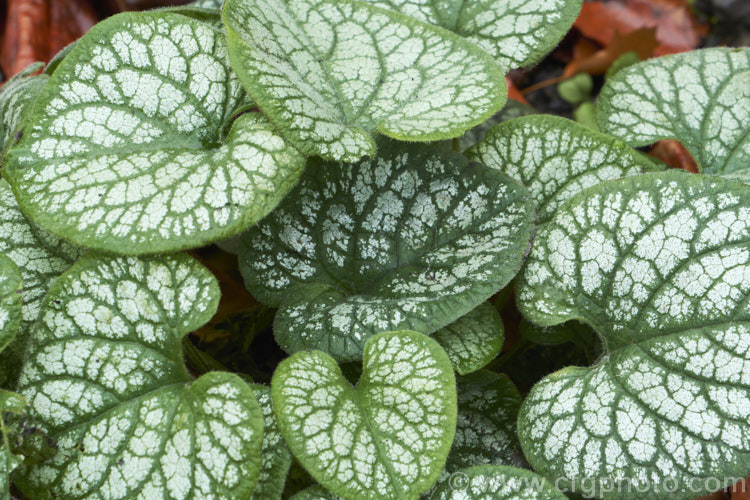 The overwintering foliage of Brunnera macrophylla 'Sea. Heart', a boldly variegated cultivar of Siberian bugloss, a spring-flowering woodland perennial native to eastern Europe. The small forget-me-not flowers are borne on stems to 50 cm long and the leaves are up to 12 cm long. brunnera-2612htm'>Brunnera.