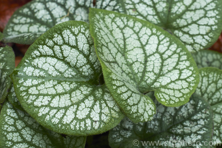 The overwintering foliage of Brunnera macrophylla 'Sea. Heart', a boldly variegated cultivar of Siberian bugloss, a spring-flowering woodland perennial native to eastern Europe. The small forget-me-not flowers are borne on stems to 50 cm long and the leaves are up to 12 cm long. brunnera-2612htm'>Brunnera.