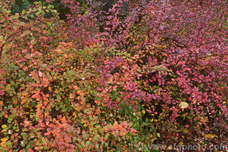 The vivid autumn foliage of Berberis thunbergii 'Starburst', a cultivar with pink and white variegation over mid-green foliage. It has yellow flowers in spring and red fruit in autumn but does not flower or fruit well and is primarily grown for its foliage. berberis-2186htm'>Berberis. Order: Ranunculales, Family: Berberidaceae