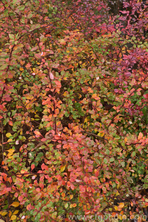 The vivid autumn foliage of Berberis thunbergii 'Starburst', a cultivar with pink and white variegation over mid-green foliage. It has yellow flowers in spring and red fruit in autumn but does not flower or fruit well and is primarily grown for its foliage. berberis-2186htm'>Berberis. Order: Ranunculales, Family: Berberidaceae