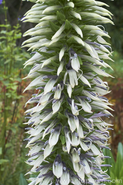 Lobelia aberdarica, an subshrub native to the highlands of Kenya and Uganda, where it occurs at elevations up top 3,350m. It develops into a shrubby clump of rosettes on woody stems and produces a sturdy flower spike up to 2m tall. The flower spike is made up of hundreds of white to light blue flowers that initially are large hidden by leafy bracts. lobelia-2174htm'>Lobelia. <a href='campanulaceae-plant-family-photoshtml'>Campanulaceae</a>.