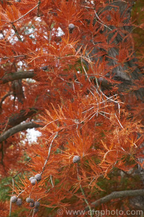 Late autumn foliage and near mature cones of the Swamp Cypress or Bald. Cypress (<i>Taxodium distichum</i>), one of the few deciduous conifers. Capable of growing in shallow water, this species is native to the southeast United States. taxodium-2129htm'>Taxodium. Order: Pinales, Family: Cupressaceae