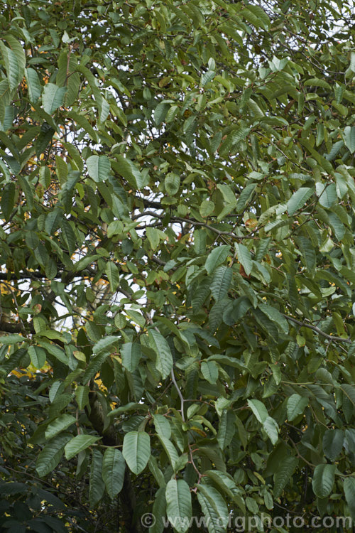 Alnus acuminata, an evergreen or semi-evergreen alder found in mountainous areas from central Mexico to northern Argentina at elevations of 1500-3200 metres, depending on the latitude. It can grow to 25m tall and in cooler climates may be nearly fully deciduous. Its simple, elongated oval leaves are quite distinctive. alnus-2121htm'>Alnus. <a href='betulaceae-plant-family-photoshtml'>Betulaceae</a>.