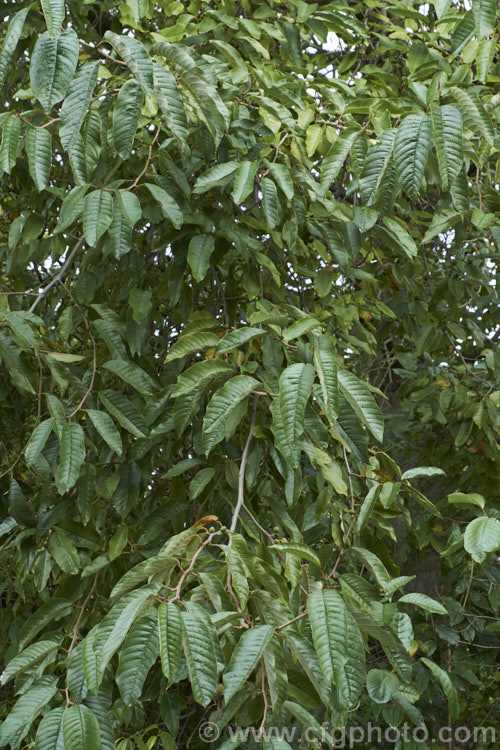 Alnus acuminata, an evergreen or semi-evergreen alder found in mountainous areas from central Mexico to northern Argentina at elevations of 1500-3200 metres, depending on the latitude. It can grow to 25m tall and in cooler climates may be nearly fully deciduous. Its simple, elongated oval leaves are quite distinctive. alnus-2121htm'>Alnus. <a href='betulaceae-plant-family-photoshtml'>Betulaceae</a>.