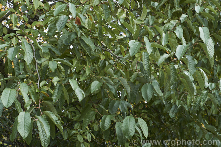 Alnus acuminata, an evergreen or semi-evergreen alder found in mountainous areas from central Mexico to northern Argentina at elevations of 1500-3200 metres, depending on the latitude. It can grow to 25m tall and in cooler climates may be nearly fully deciduous. Its simple, elongated oval leaves are quite distinctive. alnus-2121htm'>Alnus. <a href='betulaceae-plant-family-photoshtml'>Betulaceae</a>.