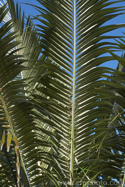 Underside of the foliage of the Bolivian. Mountain Coconut or Palma de Pasobaya (<i>Parajubaea torallyi</i>), a feather palm endemic to Bolivia where it grows at elevations of 2400-3400m. It is surprisingly frost hardy despite its tropical appearance and it large coconut-like fruits are a feature of mature plants, which can be up to 13m tall parajubaea-2475htm'>Parajubaea.