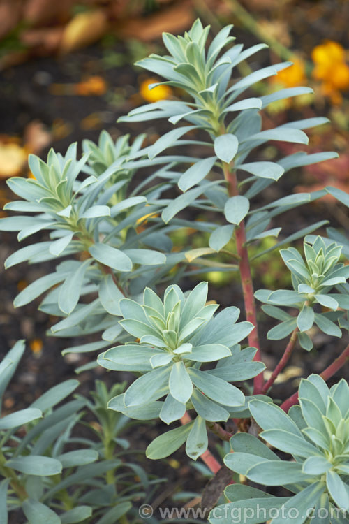 Shore Spurge (<i>Euphorbia glauca</i>), an erect subshrub native to coastal regions of New Zealand It grows to around 50cm tall, has simple blue-green leaves to 10cm long and the involucral bracts are purple-red, persisting after the round seed capsules have formed