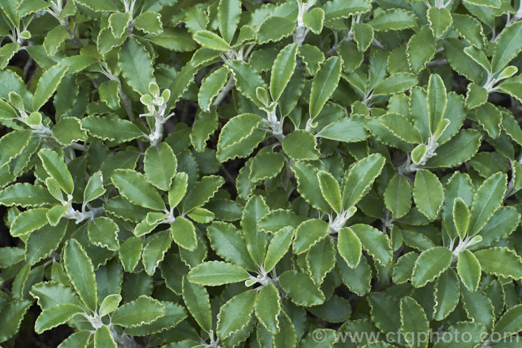 The foliage of Brachyglottis monroi, a 1m high New Zealand shrub. It is very similar in size and general appearance to the more common. Brachyglottis greyii, but can be distinguished by its smaller, thicker, wavy-edged leaves and somewhat later flowering. brachyglottis-2162htm'>Brachyglottis.