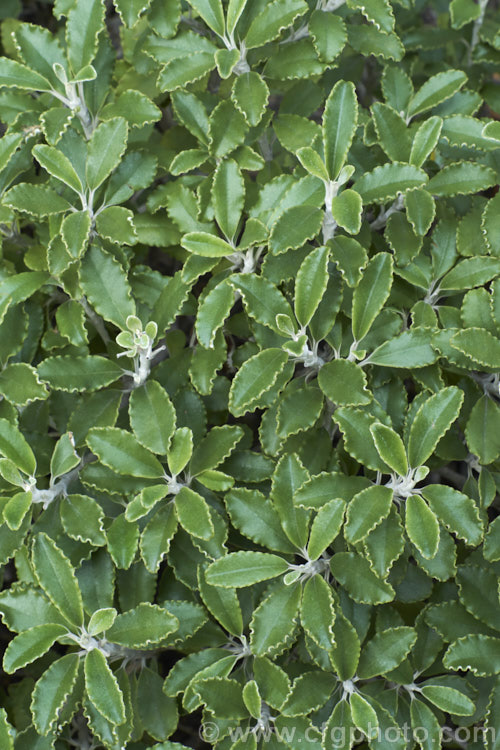 The foliage of Brachyglottis monroi, a 1m high New Zealand shrub. It is very similar in size and general appearance to the more common. Brachyglottis greyii, but can be distinguished by its smaller, thicker, wavy-edged leaves and somewhat later flowering. brachyglottis-2162htm'>Brachyglottis.