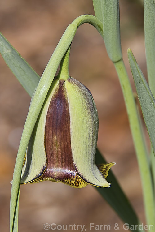 Fritillaria Acmopetala Photo At Pictures Of Plants Stock Image Library