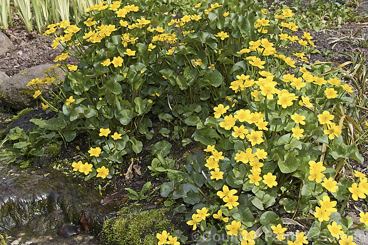 Kingcup or Marsh. Marigold (<i>Caltha palustris</i>), a spring-flowering ranunculus-like perennial with a preference for damp to wet soil. It occurs over much of the temperate Northern Hemisphere. caltha-2630htm'>Caltha.