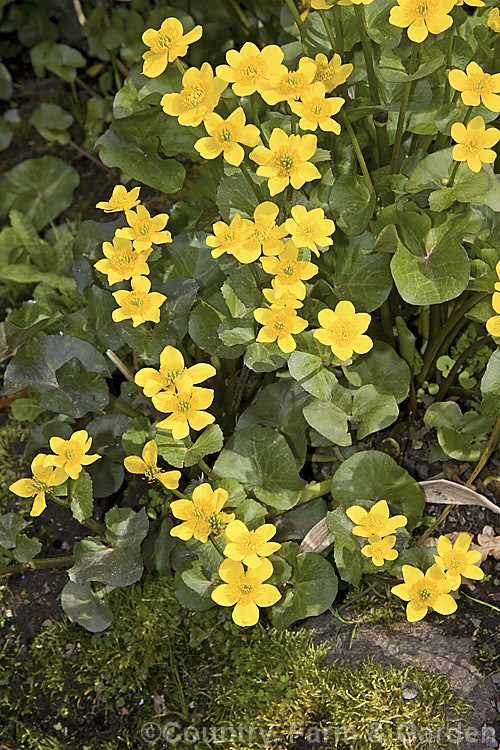 Kingcup or Marsh. Marigold (<i>Caltha palustris</i>), a spring-flowering ranunculus-like perennial with a preference for damp to wet soil. It occurs over much of the temperate Northern Hemisphere. caltha-2630htm'>Caltha.