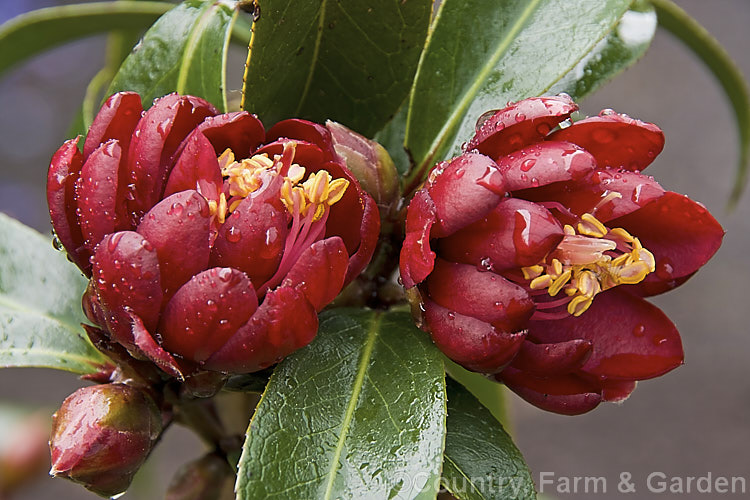 <i>Camellia</i> 'Night Rider' ('Rudy Bells' x 'Kuro Tsubaki'), a small semi-double. <i>Camellia japonica</i> cultivar hybrid bred by Os Blumhardt of New Zealand and introduced in 1985. Order: Ericales, Family: Theaceae