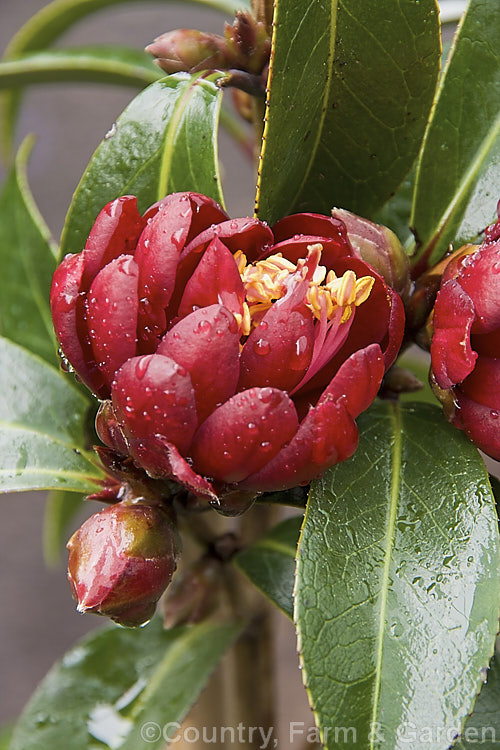 <i>Camellia</i> 'Night Rider' ('Rudy Bells' x 'Kuro Tsubaki'), a small semi-double. <i>Camellia japonica</i> cultivar hybrid bred by Os Blumhardt of New Zealand and introduced in 1985. Order: Ericales, Family: Theaceae