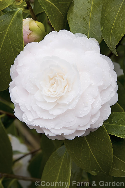 <i>Camellia</i> 'Twilight', a strong-growing. <i>Camellia japonica</i> cultivar introduced in 1964 by Nuccio of California. The buds are mid-pink but open to large, almost white, formal double blooms. Order: Ericales, Family: Theaceae