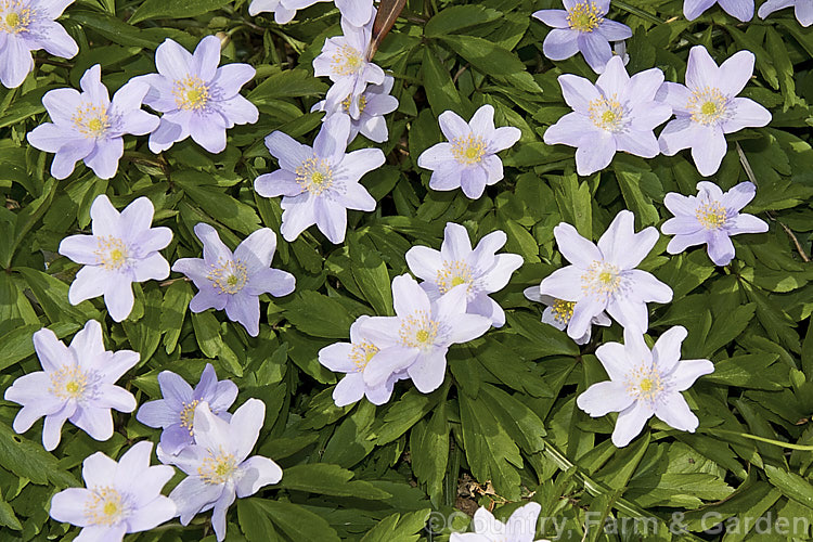 Anemone nemorosa 'Allenii', a pale blue-flowered cultivar of the Wood. Anemone or Windflower, a spring-flowering rhizomatous perennial native to Europe 'Allenii' was discovered in the wild, in Somerset, England, sometime before 1890. Order: Ranunculales, Family: Ranunculaceae