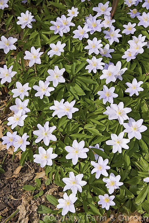 Anemone nemorosa 'Allenii', a pale blue-flowered cultivar of the Wood. Anemone or Windflower, a spring-flowering rhizomatous perennial native to Europe 'Allenii' was discovered in the wild, in Somerset, England, sometime before 1890. Order: Ranunculales, Family: Ranunculaceae