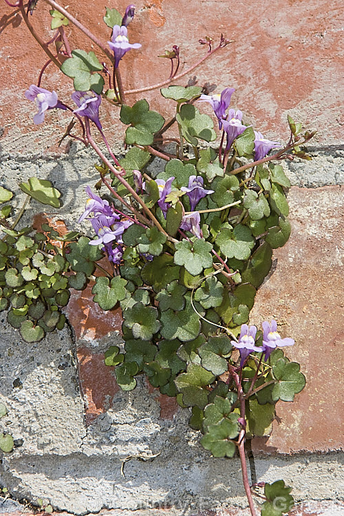 Kenilworth. Ivy (<i>Cymbalaria muralis</i>) growing in gaps in the mortar of a brick wall. Originally from southwestern and central Europe, this fleshy-leafed evergreen perennial has naturalised in many temperate areas. cymbalaria-2844htm'>Cymbalaria. <a href='plantaginaceae-plant-family-photoshtml'>Plantaginaceae</a>.