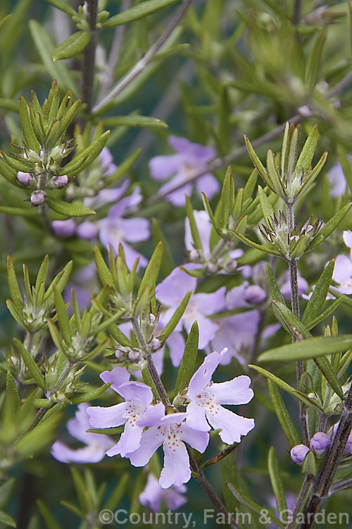 Australian Rosemary (<i>Westringia raleighii [syn. Westringia brevifolia var. raleighii]), an erect, evergreen, 1 x 18m tall, late winter- to spring-flowering shrub native to Tasmania. The flower colour ranges from pale lavender to light purple. Its foliage is larger than that of Westringia brevifolia and is not silver-grey on the upper surface. westringia-2933htm'>Westringia.