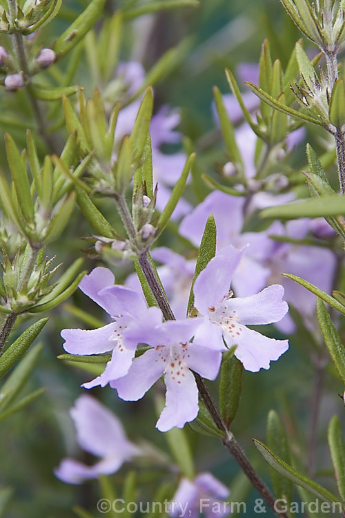 Australian Rosemary (<i>Westringia raleighii [syn. Westringia brevifolia var. raleighii]), an erect, evergreen, 1 x 18m tall, late winter- to spring-flowering shrub native to Tasmania. The flower colour ranges from pale lavender to light purple. Its foliage is larger than that of Westringia brevifolia and is not silver-grey on the upper surface. westringia-2933htm'>Westringia.