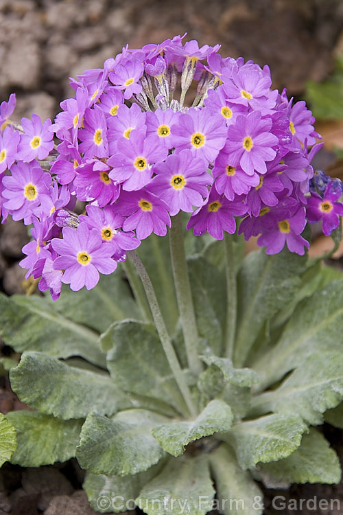 Primula farinosa, a small primrose found over a large range from Scotland and central Sweden through to southern Europe and northeast Asia. Its leaves are around 5cm long with flower stems to 10cm high. As might be expected of a plant found over such a wide range, it occurs in several forms, most of which have leaves with downy white undersides.