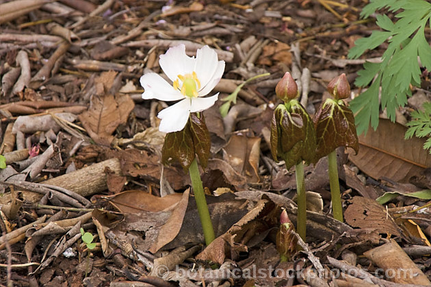 Himalayan Mayapple (<i>Podophyllum hexandrum</i>), a spring-flowering rhizomatous woodland perennial native to western China and the Himalayan region. The flowers have three to five petals, range from white to purplish-pink and are usually open before the foliage is fully developed. When fully unfurled, the marbled leaves are up to 25cm wide. Order: Ranunculales, Family: Berberidaceae