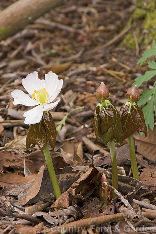 Himalayan Mayapple (<i>Podophyllum hexandrum</i>), a spring-flowering rhizomatous woodland perennial native to western China and the Himalayan region. The flowers have three to five petals, range from white to purplish-pink and are usually open before the foliage is fully developed. When fully unfurled, the marbled leaves are up to 25cm wide. Order: Ranunculales, Family: Berberidaceae