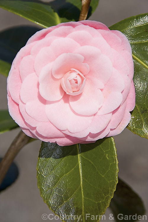 <i>Camellia</i> 'Wilamina', an American. <i>Camellia japonica</i> hybrid introduced in 1951. This neat, compact bush has small, formal double flowers and is an excellent container plant. Order: Ericales, Family: Theaceae