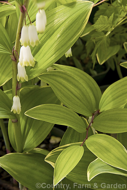 Variegated Solomon's Seal (<i>Polygonatum odoratum var. plurifolium 'Variegatum'), a cultivar of a spring-flowering Eurasian perennial that is distinguished by its light green foliage with a thin white to pale creamy yellow edge. The flowers stems are up to 85cm tall and it is mildly fragrant. Order: Asparagales, Family: Asparagaceae