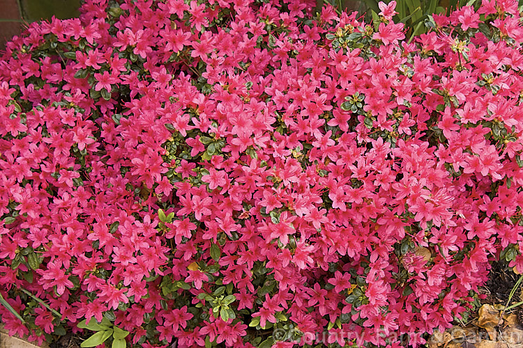 Rhododendron (evergreen azalea</i>) 'Christmas Cheer' (syn 'Ima. Shojo'), a very popular early-flowering. Kurume evergreen azalea with hose-in-hose flowers. One of the famous group of 1919 introductions by EH. Wilson known as Wilson's Fifty. It was number 36 of the 50 and has been widely grown ever since