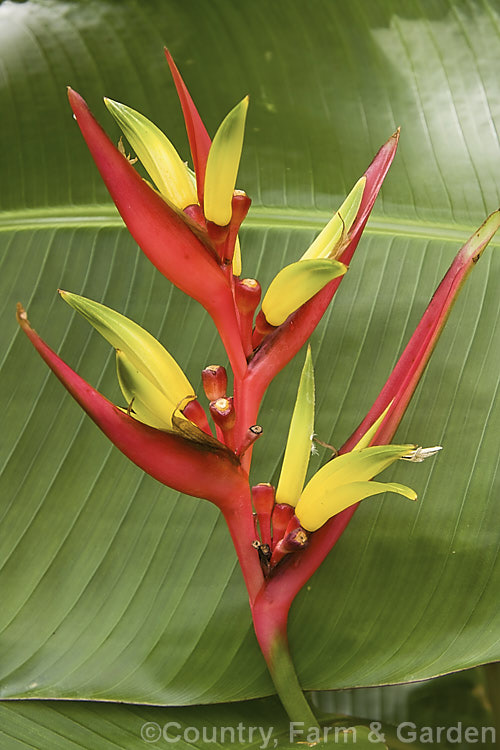 Heliconia subulata, a 1-3m tall evergreen perennial native to the central regions of South America. The canna-like leaves are up to 85cm long and the inflorescences can be up to 30cm long, with up to 11 red-bracted yellow flowers. Order: Zingiberales, Family: Heliconiaceae