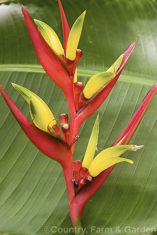 Heliconia subulata, a 1-3m tall evergreen perennial native to the central regions of South America. The canna-like leaves are up to 85cm long and the inflorescences can be up to 30cm long, with up to 11 red-bracted yellow flowers. Order: Zingiberales, Family: Heliconiaceae