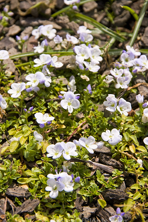 <i>Veronica repens</i>, a tiny, prostrate, spreading, evergreen, spring-flowering perennial native to Spain and Corsica. The flower colour ranges from very pale blue to pink or white. It is widely cultivated as a rockery plant. Order: Lamiales, Family: Plantaginaceae