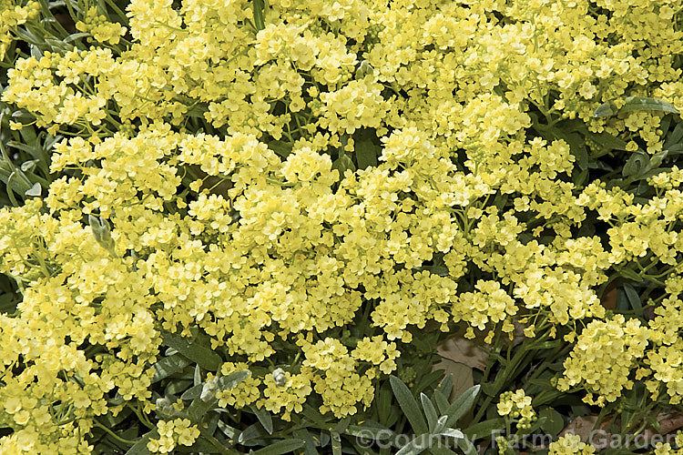 Aurinia saxatilis 'Sulphurea', a soft light yellow cultivar of the Basket of Gold or Yellow Alyssum, a spring-flowering ground-cover perennial native to central and southeastern Europe. aurinia-2390htm'>Aurinia. .