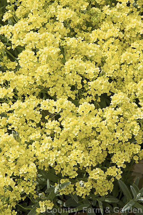 Aurinia saxatilis 'Sulphurea', a soft light yellow cultivar of the Basket of Gold or Yellow Alyssum, a spring-flowering ground-cover perennial native to central and southeastern Europe. aurinia-2390htm'>Aurinia. .