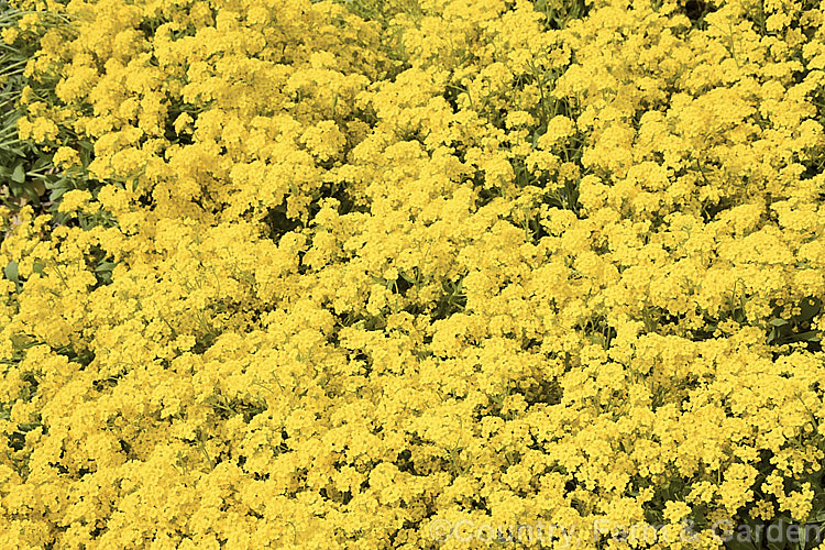 Aurinia saxatilis 'Gold King', a bright deep yellow cultivar of the Basket of Gold or Yellow Alyssum, a spring-flowering ground-cover perennial native to central and southeastern Europe. aurinia-2390htm'>Aurinia. .