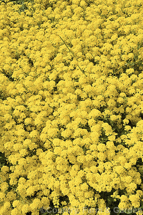 Aurinia saxatilis 'Gold King', a bright deep yellow cultivar of the Basket of Gold or Yellow Alyssum, a spring-flowering ground-cover perennial native to central and southeastern Europe. aurinia-2390htm'>Aurinia. .