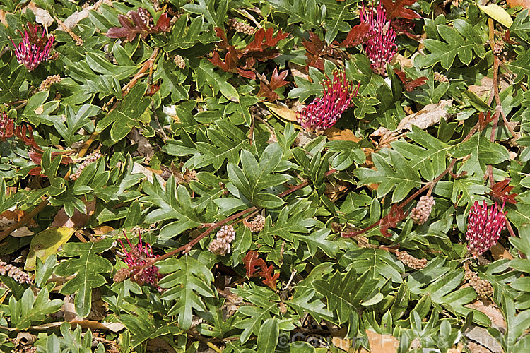 Grevillea x gaudichaudii, a natural hybrid between Grevillea acanthifolia and Grevillea laurifolia that occurs where the range of the two species overlaps in the Blue Mountains of NSW. It is a groundcover that is perhaps at least as notable for its strongly red-tinted and deeply lobed young foliage as for its deep red, spring- to summer-borne toothbrush style flowerheads