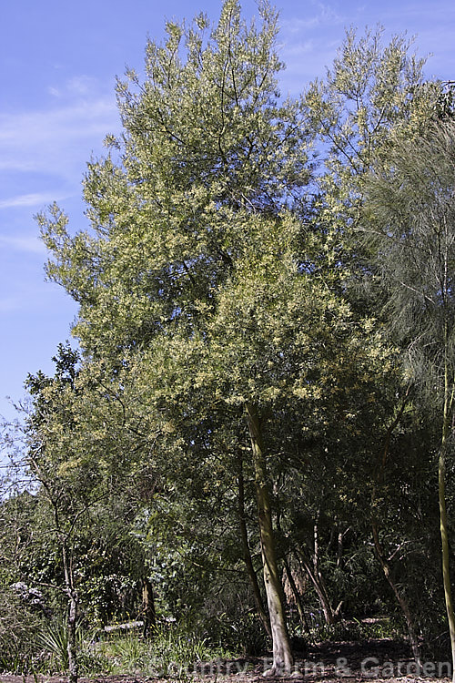 Variable Sallow Wattle (<i>Acacia mucronata</i>), an evergreen, spring-flowering shrub or small tree native to southeastern Australia, including Tasmania. It can grow to over 6m tall but varies considerably in height and phyllode length. Order: Fabales, Family: Fabaceae