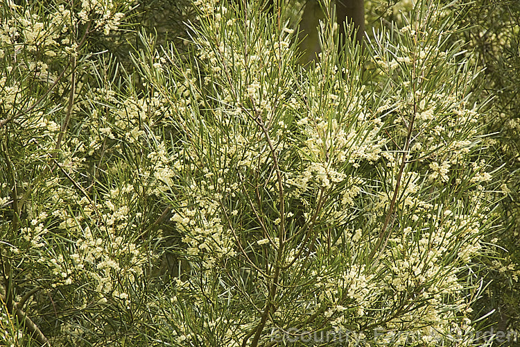 Variable Sallow Wattle (<i>Acacia mucronata</i>), an evergreen, spring-flowering shrub or small tree native to southeastern Australia, including Tasmania. It can grow to over 6m tall but varies considerably in height and phyllode length. Order: Fabales, Family: Fabaceae