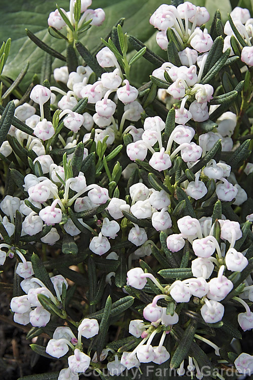 Andromeda polifolia 'Grandiflora', a cultivar of a small evergreen shrub that occurs naturally over much of Europe and south-central Russia 'Grandiflora' is notable for its strongly glaucous foliage and relatively large pink-tinted white to cream flowers. Order: Ericales, Family: Ericaceae