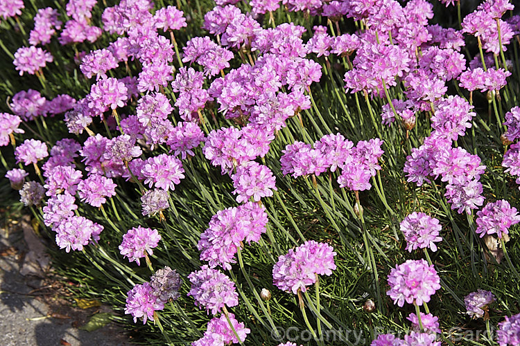 Thrift (<i>Armeria maritima</i>), an evergreen spring-flowering perennial or subshrub that occurs naturally over much of the temperate Northern Hemisphere. Order: Caryophyllales, Family: Plumbaginaceae