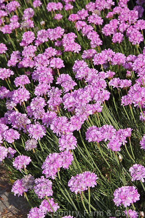 Thrift (<i>Armeria maritima</i>), an evergreen spring-flowering perennial or subshrub that occurs naturally over much of the temperate Northern Hemisphere. Order: Caryophyllales, Family: Plumbaginaceae