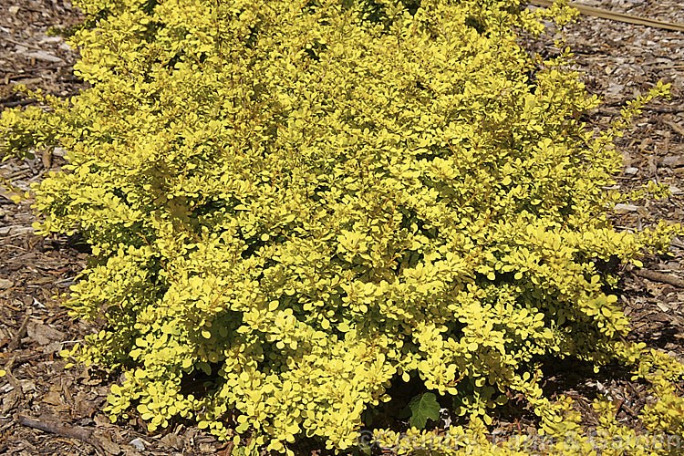 Berberis thunbergii 'Aurea', a compact golden-yellow-foliaged cultivar of a deciduous, 1-2m tall barberry shrub native to Japan. berberis-2186htm'>Berberis. Order: Ranunculales, Family: Berberidaceae