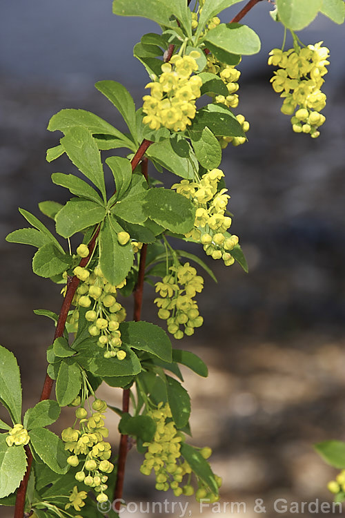 Berberis koreana, a spring-flowering deciduous shrub native to Korea. It grows to around 15m tall, has a suckering growth habit and conspicuous red-tinted stems. The floral racemes are up to 5cm long and are followed by rounded red fruits. berberis-2186htm'>Berberis. Order: Ranunculales, Family: Berberidaceae