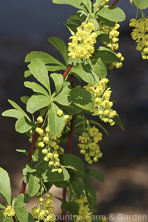 Berberis koreana, a spring-flowering deciduous shrub native to Korea. It grows to around 15m tall, has a suckering growth habit and conspicuous red-tinted stems. The floral racemes are up to 5cm long and are followed by rounded red fruits. berberis-2186htm'>Berberis. Order: Ranunculales, Family: Berberidaceae